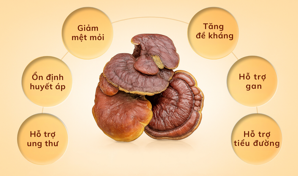 nấm lim xanh công dụng